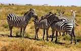 TANZANIA - Serengeti National Park - 045